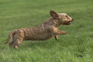 Chien de chasse en pleine course.