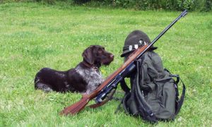 Le chien se familiarise avec le fusil.