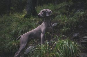 Chien dressé pour la chasse.