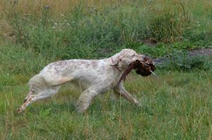 Chien qui rapporte le gibier.